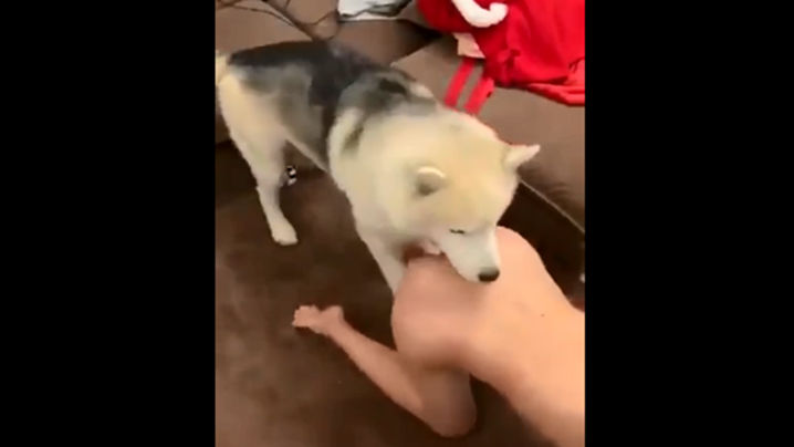 不裝逼！讓你們看看我的小母狗是怎麼配種的..